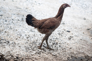 hen looks look strike forward