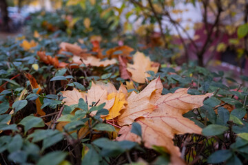 Herbstlaub in Berlin