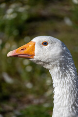 Organic goose from the Polish countryside looks around during the warm summer