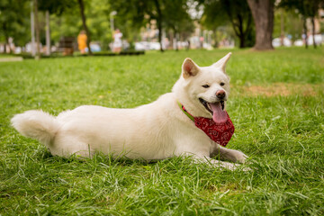 Portrait of cute white akita inu dog at the park.