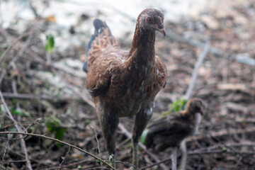 
hen with chicks heading forward