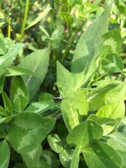 small grasshopper on plant