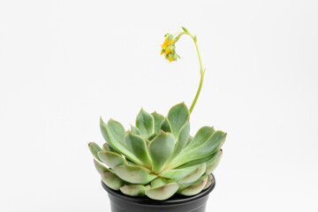 Side view of round fresh succulent plant with green leaves in a black garden pot isolated on a white background, with space for text.