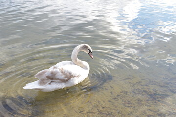 swan on the water