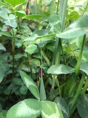 small beetle on a plant