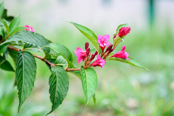 Close up of vivid pink magenta Weigela florida plant with flowers in full bloom in a garden in a sunny spring day, beautiful outdoor floral background photographed with soft focus.