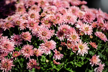 Many vivid pink Chrysanthemum x morifolium flowers in a garden in a sunny autumn day, beautiful colorful outdoor background photographed with soft focus.