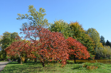 Minimalist monochrome background with large red and orange leaves and small flowers of Rhus shrub, commonly known as sumac, sumach or sumaq, in a a garden in a sunny autumn day.