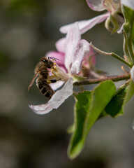 bee on a flower