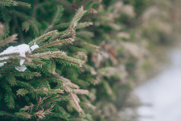 Spruce branches with needles. Abstract spruce branches, blurred background