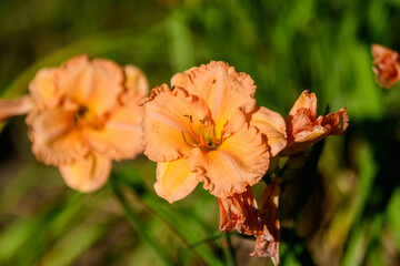 Vivid orange Hemerocallis daylily, Lilium or Lily plant in a British cottage style garden in a sunny summer day, beautiful outdoor background photographed with soft focus.