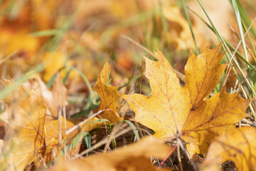 Closeup photo of a fallen yellow maple leaves in autumn nature. 
