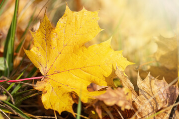 Background of fallen yellow maple leaf closeup. Horizontally. 