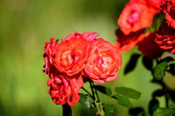 Close up of many delicate vivid red roses in full bloom and green leaves in a garden in a sunny summer day, beautiful outdoor floral background photographed with soft focus.