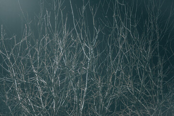 Night forest. Tree branches at night