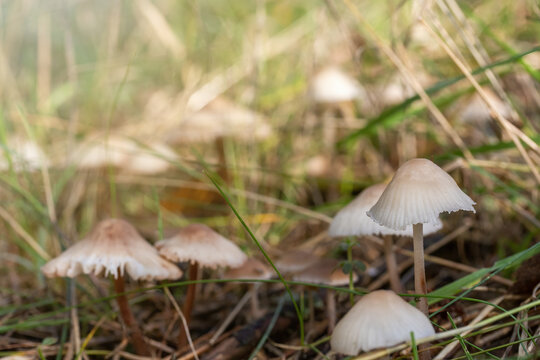 Group of earthy inocybe wild poisonous mushrooms closeup in autumn nature. 