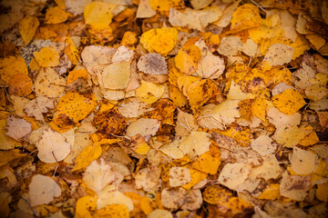 Autumn fallen leaves. Yellow leaves on the ground. Autumn background, top view