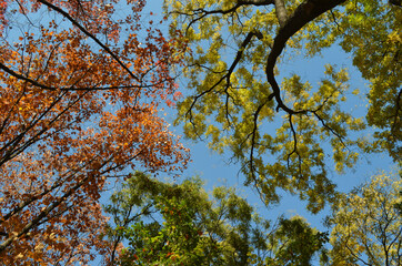 Different trees with green, yellow, orange and brown leaves towards clear blue sky in a garden during a sunny autumn day.
