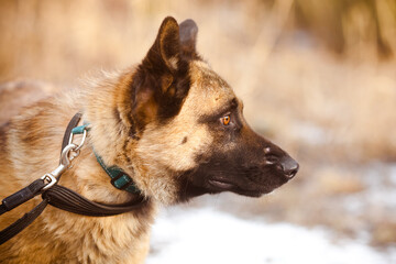 Portrait of a purebred dog on a leash