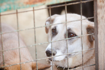 Unhappy stray dog in a cage. Sad eyes of a dog behind bars