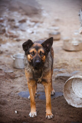 Unhappy homeless dog in front of empty bowls. Portrait of a sad homeless dog on the street