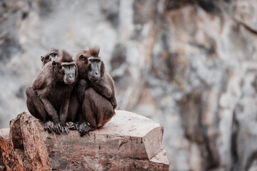 Crested macaques on a rock