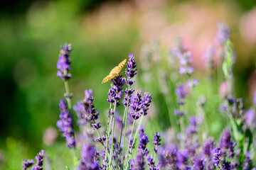 Many small blue lavender flowers in a sunny summer day in Scotland, United Kingdom, with selective focus, beautiful outdoor floral background.