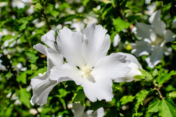 One white flower of hibiscus syriacus plant, commonly known as Korean rose, rose of Sharon, Syrian ketmia, shrub althea or rose mallow, in a garden in a sunny summer day .