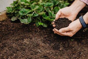 agriculture, soil, the ground, earth, the hands of a farmer, farmer, strawberry seedlings, plant