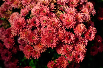Many vivid red Chrysanthemum x morifolium flowers in a garden in a sunny autumn day, beautiful colorful outdoor background photographed with soft focus.