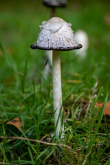 A mushroom growing on fresh grass in a Polish forest during golden autumn after heavy rains - obrazy, fototapety, plakaty