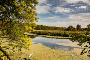 Fototapeta premium Beautiful autumn landscape in forest. Colored yellow nature in Europe. Amazing Environment.