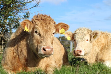 Charolais breed cattle lying on grass in sunlight on farmland in rural Ireland 