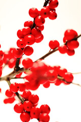 roter weihnachtlicher Ilex vor weißem Hintergrund
