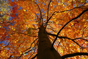 View looking up a Tree with Autumn Leaves in Sunlight, County Durham, England, United Kingdom.