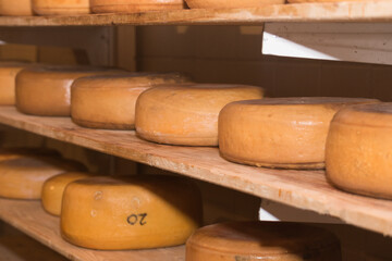 types of cheese on the market