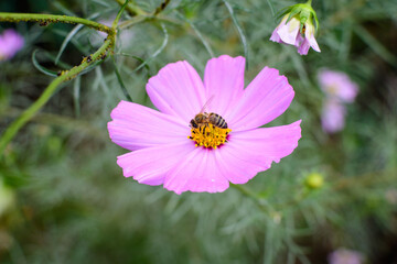 Obraz premium One delicate vivid pink flower of Cosmos plant in a British cottage style garden in a sunny summer day, beautiful outdoor floral background photographed with soft focus.