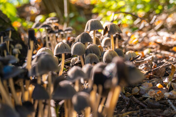 Mushrooms close up in the forest