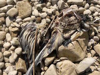 Dead bird on the beach