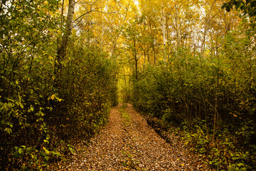 Beautiful autumn landscape in forest. Colored yellow nature in Europe. Amazing Environment.