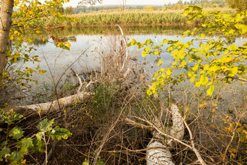 Beautiful autumn landscape in forest. Colored yellow nature in Europe. Amazing Environment.