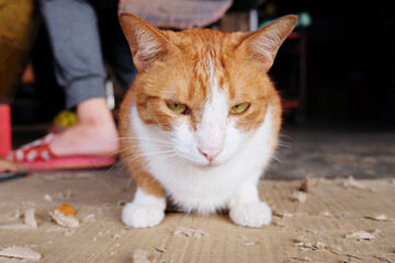 Naklejka premium Cute Orange cat sitting on paper floor at countryside of Thailand.