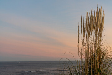 Fototapeta na wymiar beachgrass swaying in the wind with beautiful beach and ocean landscape at sunrise