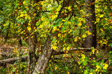 Beautiful autumn landscape in forest. Colored yellow nature in Europe. Amazing Environment.