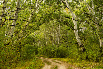 Beautiful autumn landscape in forest. Colored yellow nature in Europe. Amazing Environment.