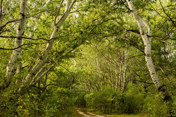 Beautiful autumn landscape in forest. Colored yellow nature in Europe. Amazing Environment.
