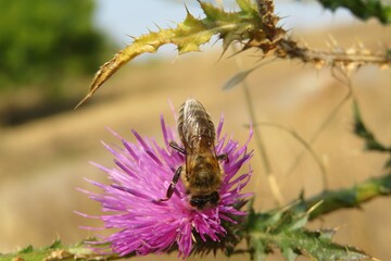 Bee on thistle flower in the meadow, closeup