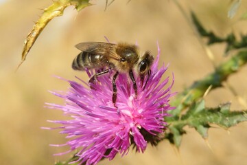 Beautiful honeybee on a thistle flower in autumn garden, closeup