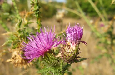 Beautiful purple thistle flowers in the meadow, closeup