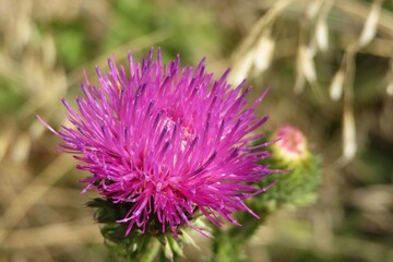 Beautiful purple thistle flower in the field, closeup
